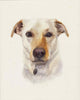 Custom Pet Portraits