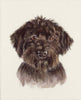 Custom Pet Portraits